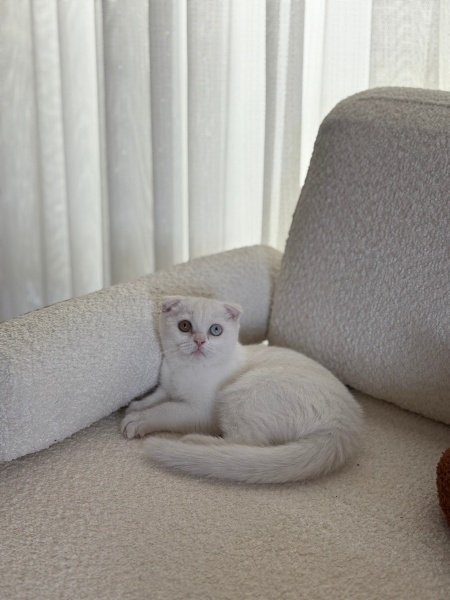 Scottish Fold, Kedi  Casper fotoğrafı