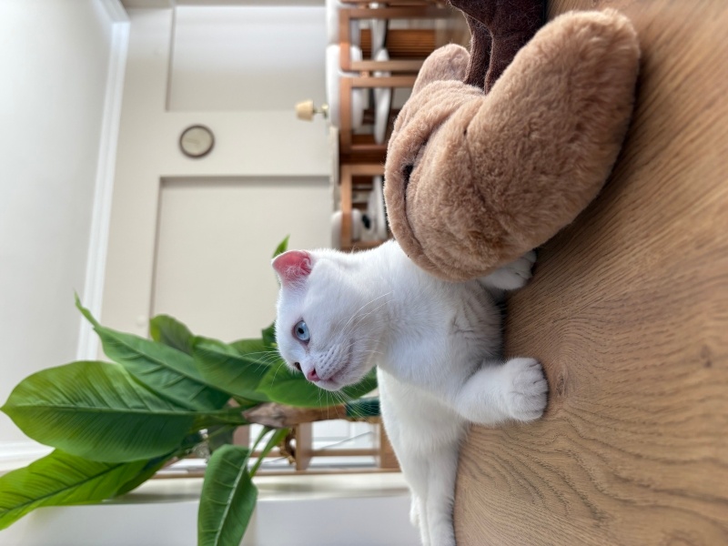 Scottish Fold, Kedi  Casper fotoğrafı