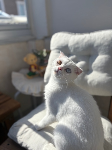 Scottish Fold, Kedi  Casper fotoğrafı
