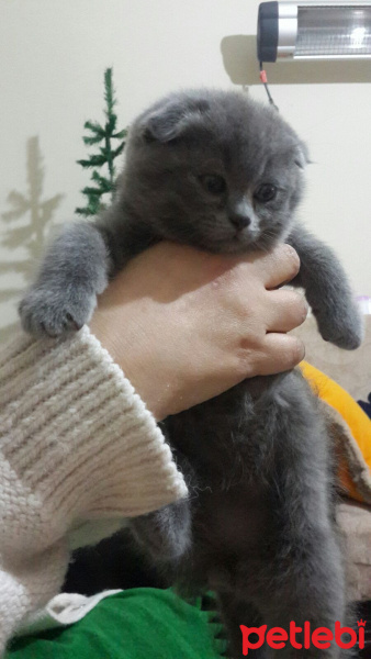Scottish Fold, Kedi  Arthur fotoğrafı