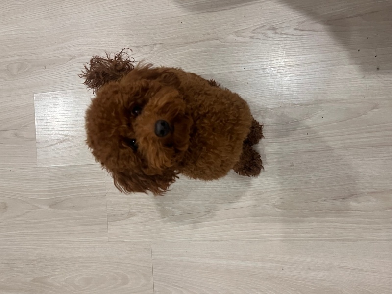 Poodle (Minyatür Kaniş), Köpek  Bella fotoğrafı