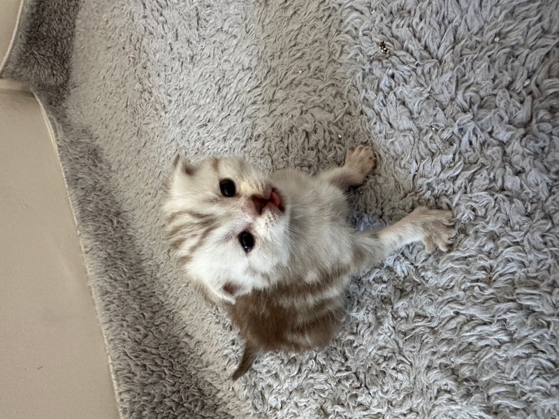Scottish Fold, Kedi  Yavru fotoğrafı