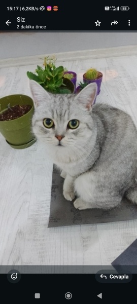 British Shorthair, Kedi  Paşa fotoğrafı