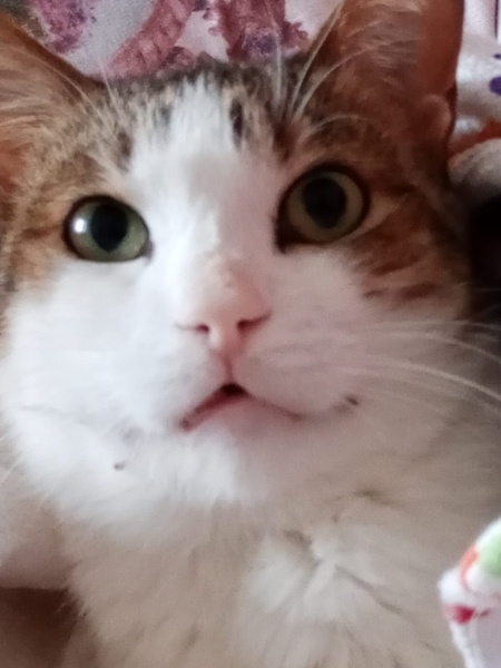 Tekir Kedi, Kedi  PRENS fotoğrafı