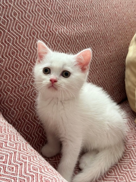 British Longhair, Kedi  Lokum fotoğrafı