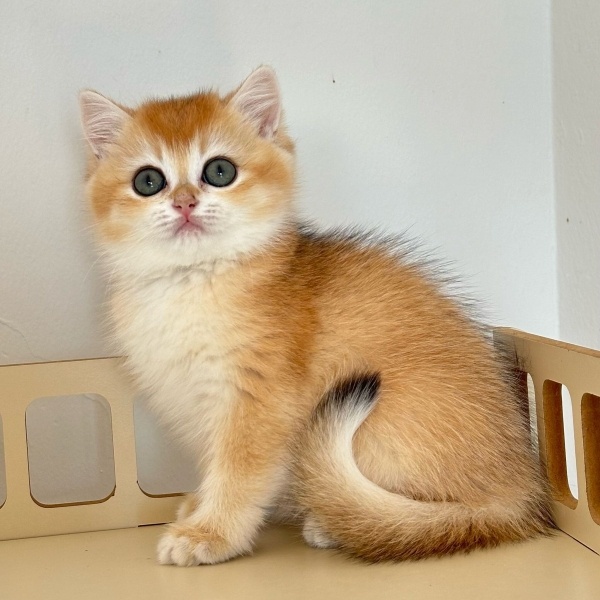 British Shorthair, Kedi  Leo fotoğrafı