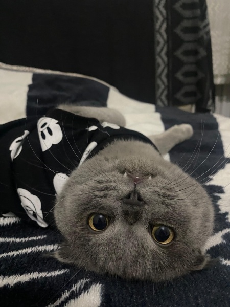 Scottish Fold, Kedi  Eylül fotoğrafı