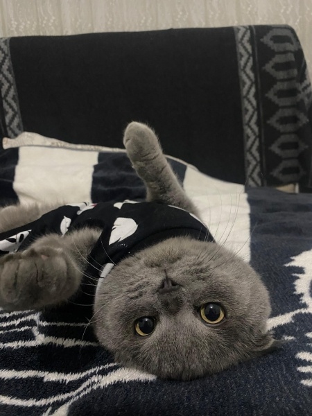 Scottish Fold, Kedi  Eylül fotoğrafı