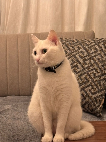 Ankara Kedisi, Kedi  Mişamıza yuva arıyoruz fotoğrafı