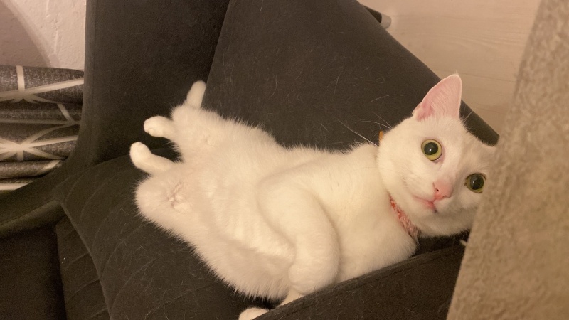 Ankara Kedisi, Kedi  Mişamıza yuva arıyoruz fotoğrafı