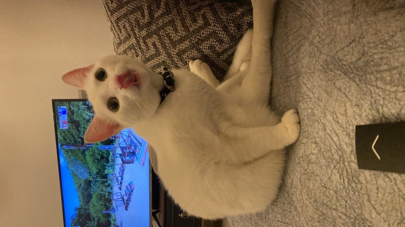 Ankara Kedisi, Kedi  Mişamıza yuva arıyoruz fotoğrafı