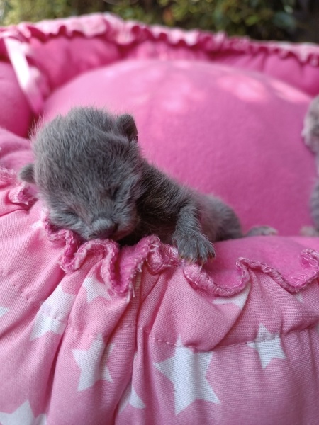 Tekir Kedi, Kedi  Pırasa fotoğrafı