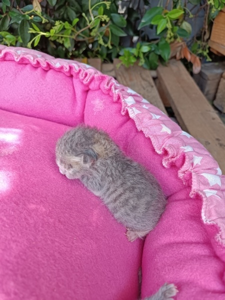 Tekir Kedi, Kedi  Pırasa fotoğrafı