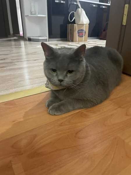 British Shorthair, Kedi  bilmiyorum fotoğrafı