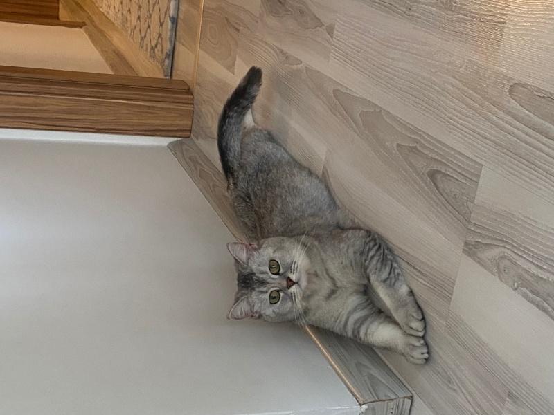 British Shorthair, Kedi  kaju fotoğrafı