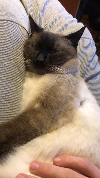 Siyam Kedisi, Kedi  Pars fotoğrafı