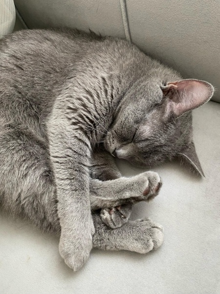 British Longhair, Kedi  Lady fotoğrafı