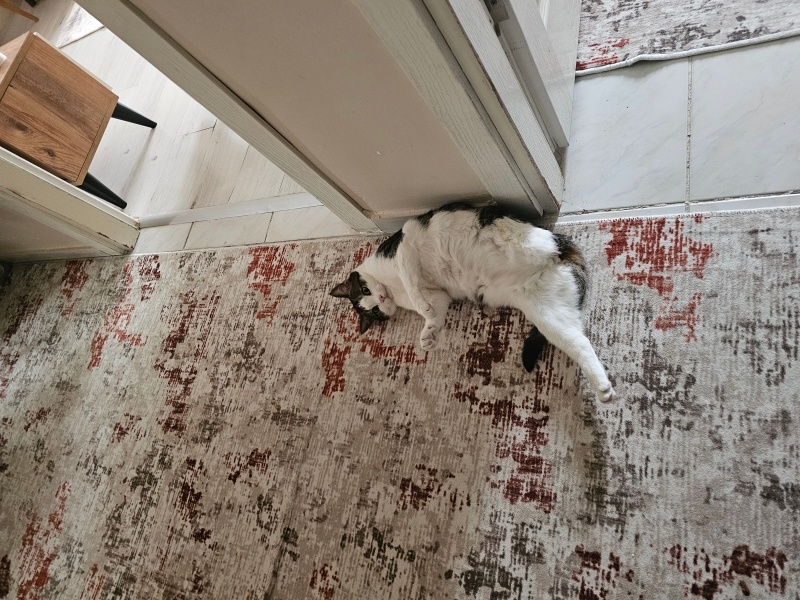Tekir Kedi, Kedi  Pamuk fotoğrafı
