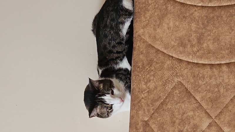Tekir Kedi, Kedi  Pamuk fotoğrafı