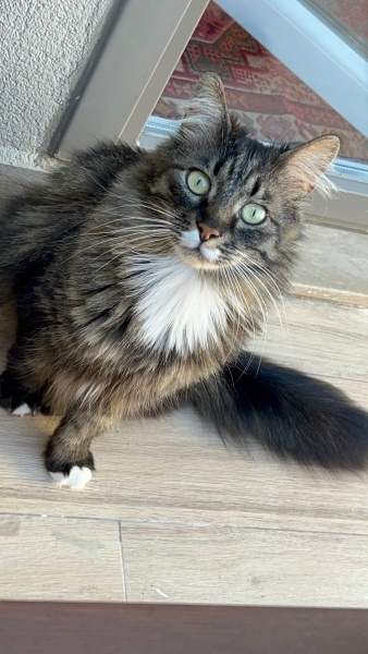 Norwegian Forest, Kedi  Jüpiter fotoğrafı