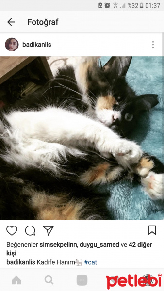 American Bobtail, Kedi  Kadife  fotoğrafı