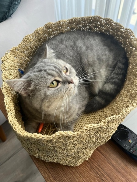 British Shorthair, Kedi  Pera fotoğrafı
