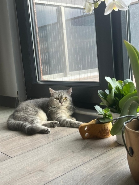 British Shorthair, Kedi  Pera fotoğrafı