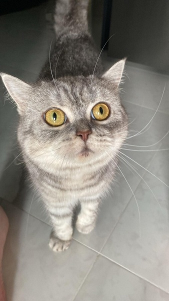 British Shorthair, Kedi  Pera fotoğrafı