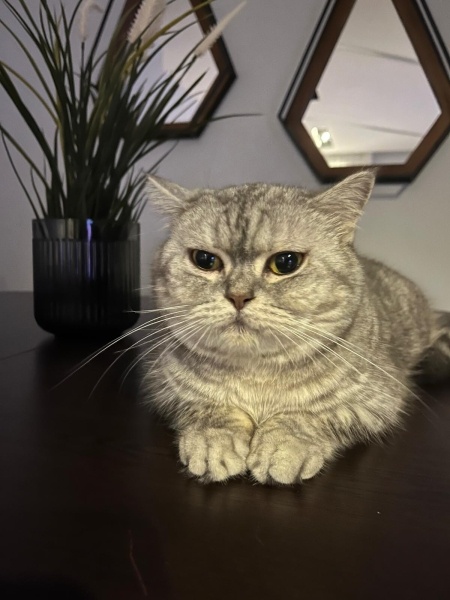 British Shorthair, Kedi  Pera fotoğrafı