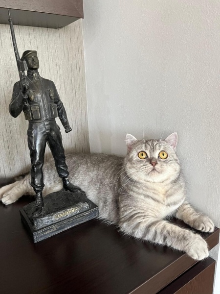 British Shorthair, Kedi  Pera fotoğrafı