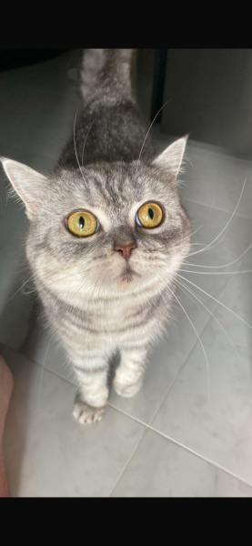 British Longhair, Kedi  Pera fotoğrafı