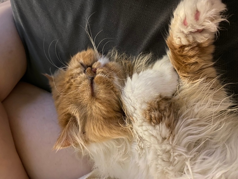 İran Kedisi (Persian), Kedi  Sando fotoğrafı
