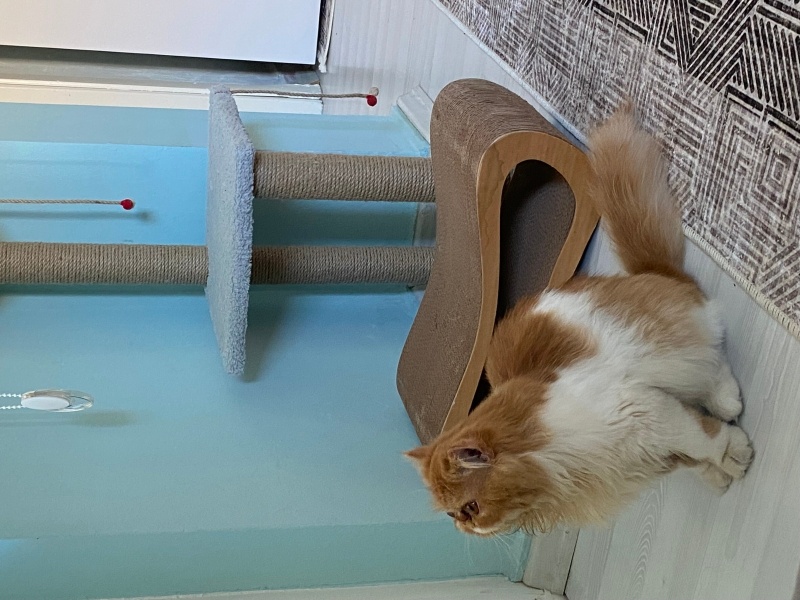 İran Kedisi (Persian), Kedi  Sando fotoğrafı
