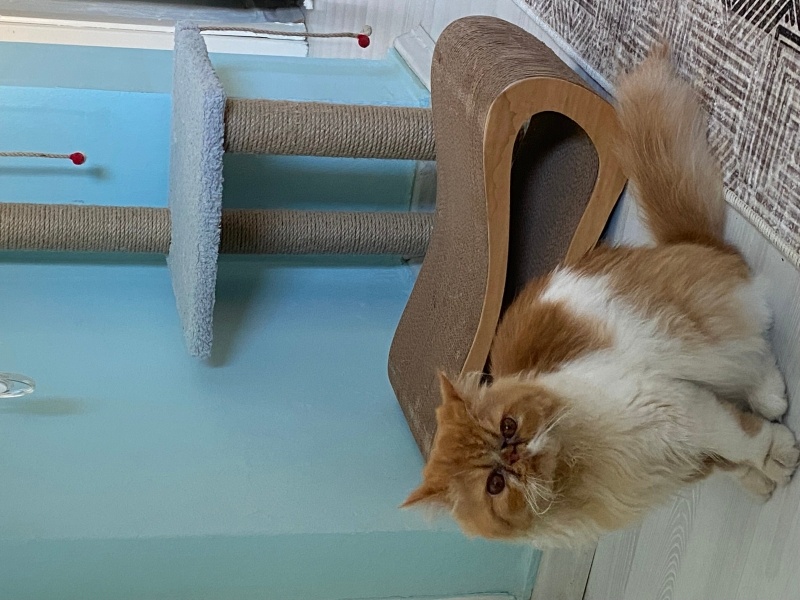 İran Kedisi (Persian), Kedi  Sando fotoğrafı