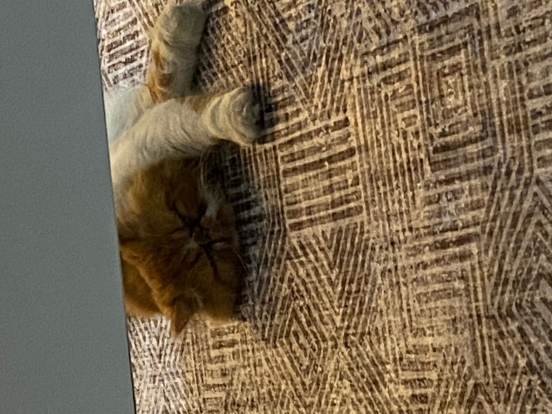 İran Kedisi (Persian), Kedi  Sando fotoğrafı