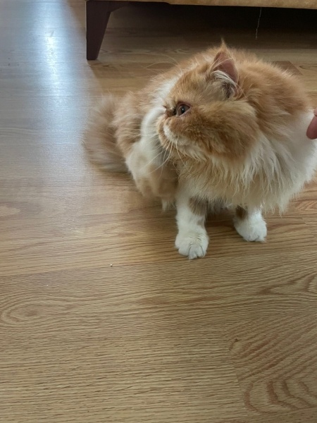 İran Kedisi (Persian), Kedi  Sando fotoğrafı