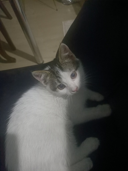 Tekir Kedi, Kedi  Zeytin fotoğrafı