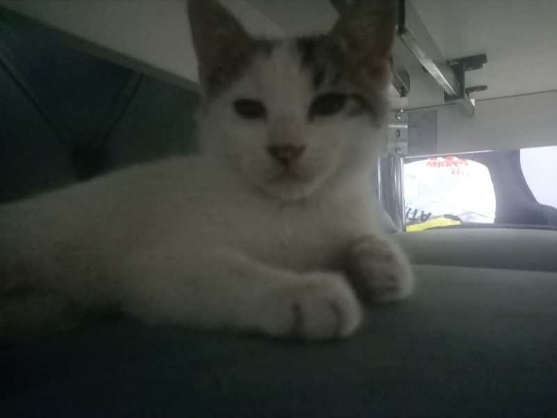 Tekir Kedi, Kedi  Peynir fotoğrafı