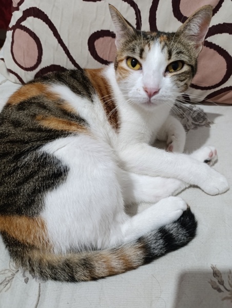 Tekir Kedi, Kedi  Çiko fotoğrafı