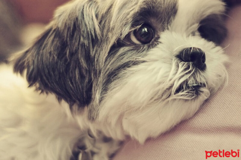 Shih Tzu, Köpek  waffle fotoğrafı