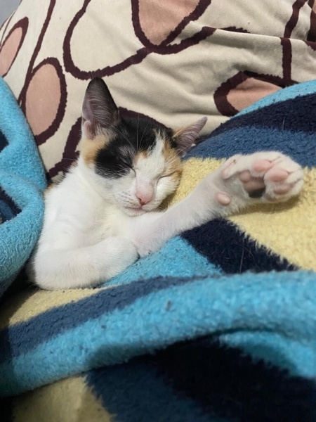 Tekir Kedi, Kedi  Şıpıdık fotoğrafı