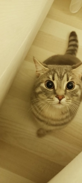 British Shorthair, Kedi  Leo fotoğrafı