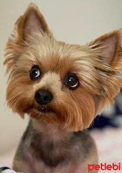 Yorkshire Terrier, Köpek  chanel fotoğrafı