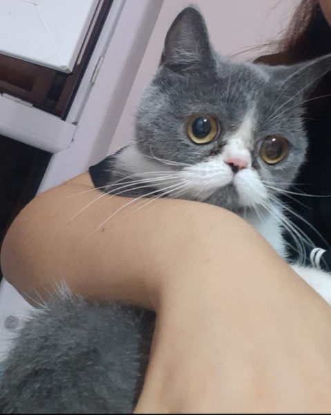 Exotic Shorthair, Kedi  Duman fotoğrafı