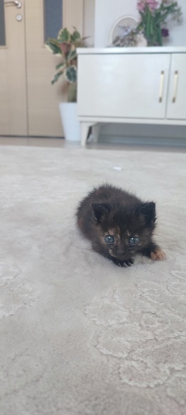 Tekir Kedi, Kedi  Pakize fotoğrafı