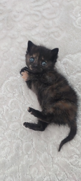 Tekir Kedi, Kedi  Pakize fotoğrafı