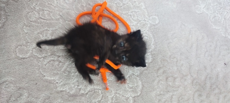 Tekir Kedi, Kedi  Pakize fotoğrafı