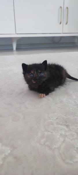 Tekir Kedi, Kedi  Pakize fotoğrafı
