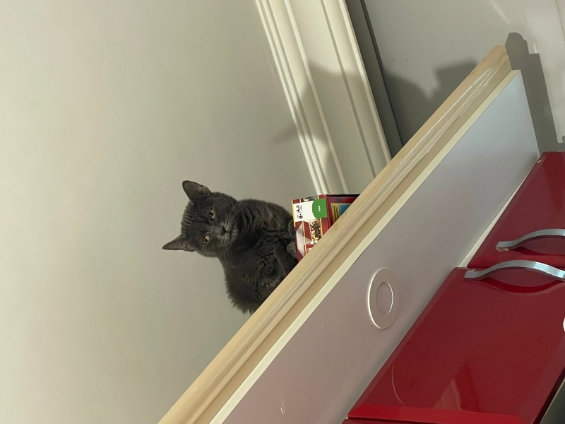 British Shorthair, Kedi  Hera fotoğrafı