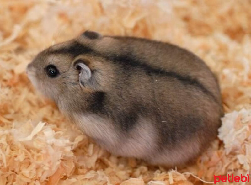 Hamster, Kemirgen  meriç fotoğrafı